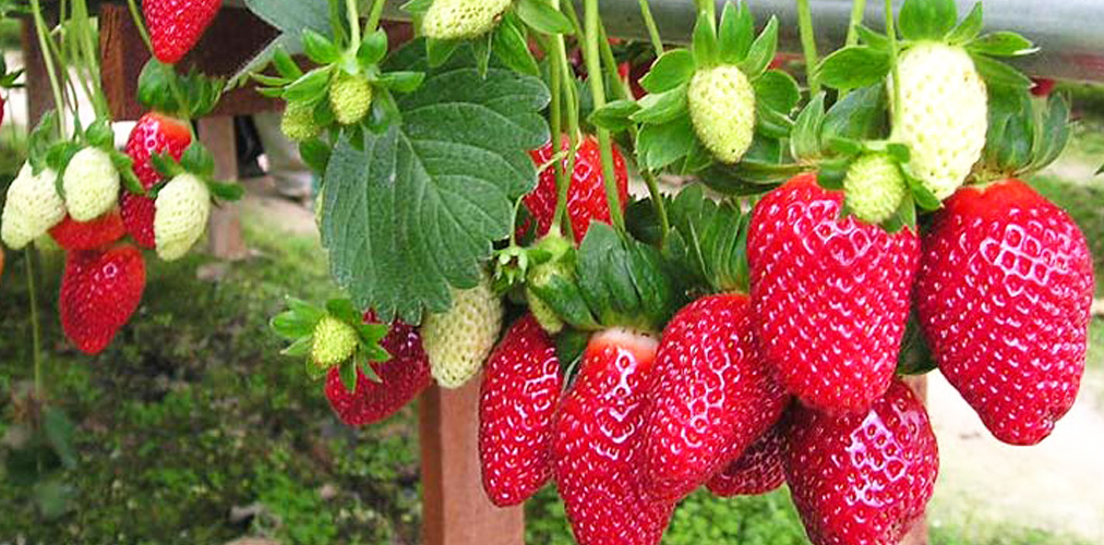 dalat-farm-strawberry